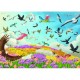 Amazing Birds