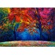Autumn Forest