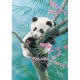 Bamboo Dreams