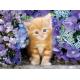Cat in Flowers