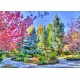 Colorful Forest, Colorado, USA