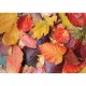 Colorful Leaves