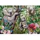 Cute Koala Family