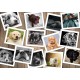 Dogs