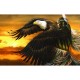 Eagle Daughter