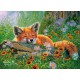 Foxy Dreams