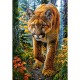Mountain Lion In The Forest