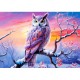 Owl's Perfect Evening