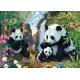 Panda family