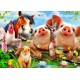 Petting Farm