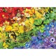 Rainbow Butterflies