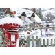 Robins in the Snow