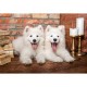 Samoyed Puppies Say Hello