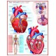 The Heart
