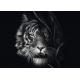 Wilderness - Tiger : In the Sign of Freedom