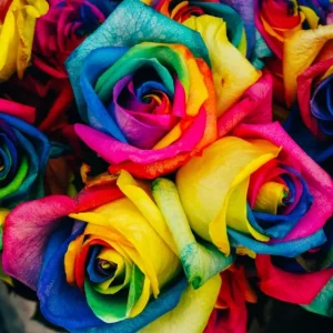 Grafika Puzzle Roses - 1000 pieces