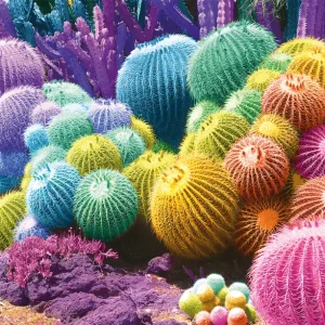 Nathan Puzzle Cactus Rainbow - 2000 pieces