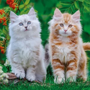 Nathan Puzzle Siberian Kittens